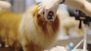 Yetenekli bir tımarcı, sağlığını korumak için tüylü bir köpeğin yüzüne dokunur..