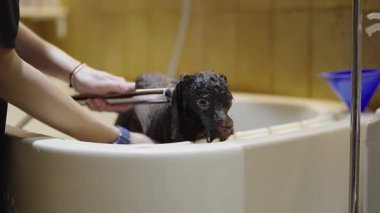 Bir insan evdeki sıcak bir küvette kahverengi bir köpeği dikkatlice yıkıyor..