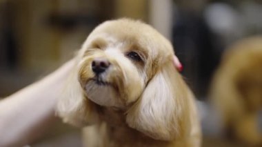 Küçük kabarık tüylü bir köpek nazikçe tımar edilmekten ve bir idarecinin ilgisinden hoşlanır..