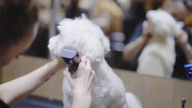 Profesyonel tımarcılar, köpek kürklerine nasıl iyi bakılacağı konusunda fikir sahibi olurlar..