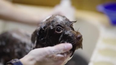 Eller köpek yavrusunu dikkatlice yıkıyor, temiz ve mutlu bir köpeği garantiliyor..