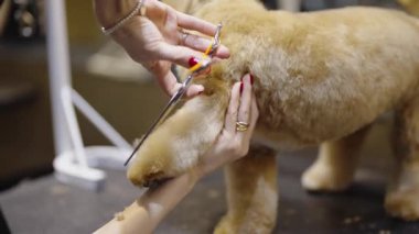 Yerel bir etkinlikte köpek bakımı için uzman bakım teknikleri gösteriliyor.