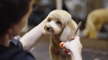 Evde sağlıklı ve şık bir ceket için köpeğini nasıl tımar edeceğini öğren..