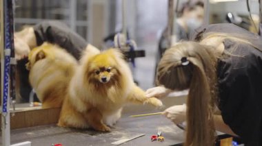 Tutkulu bir kuaför, yoğun bir hayvan bakım salonunda pomeranian stili yapar..