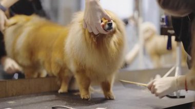 Kabarık tüylü bir Pomeranian 'ın profesyonel tımarı bir kuaförde gerçekleşir.