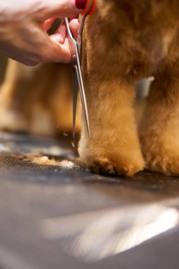 Makas, tımar sırasında bir köpeğin patisini dikkatlice keser..