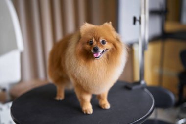 Kabarık tüylü bir Pomeranian stüdyoda dairesel bir platformda güvenle duruyor..