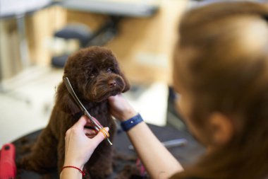 Profesyonel stilist bir kuaförde kahverengi bir köpeğin kürkünü dikkatlice buduyor..
