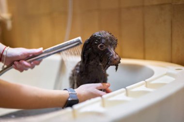 Kahverengi bir köpek duş hortumu kullanan biri tarafından banyo küvetinde yıkanır..