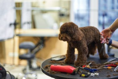 Kahverengi bir köpek, yakınlarda aletleri olan bir kuaförde tımar edilir..