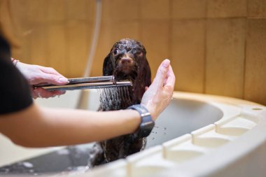 Su etrafa sıçrarken bir insan küvette bir köpeği yıkıyor..