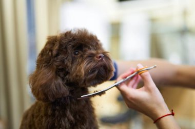 Kahverengi bir köpek kuaförde makaslı bir kuaför tarafından tımar edilir..