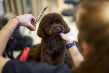 Kahverengi köpek evde bir stilistin gözetiminde sabırla oturur.