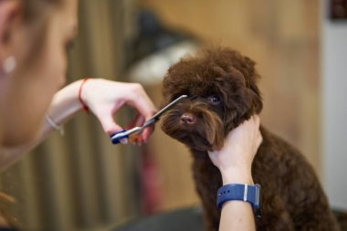 Bir kuaför, parlak bir salonda küçük kahverengi bir köpeğin kürkünü buduyor..