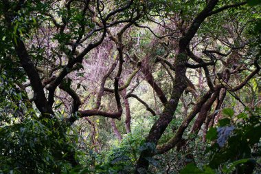 Flora ve Fauna, Antigua Guatemala yakınlarındaki San Antonio Aguas Calientes 'te Ukux Juyu yürüyüş yolunda bulundu.