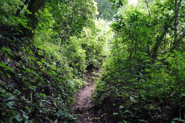 Flora ve Fauna, Antigua Guatemala yakınlarındaki San Antonio Aguas Calientes 'te Ukux Juyu yürüyüş yolunda bulundu.