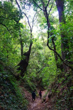 Flora ve Fauna, Antigua Guatemala yakınlarındaki San Antonio Aguas Calientes 'te Ukux Juyu yürüyüş yolunda bulundu.