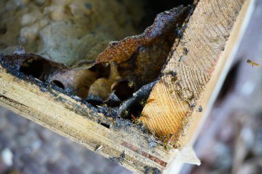 Guatemala 'daki eski Maya arı kovanının iç görünüşü iğnesiz arılar tetragonisca angustula