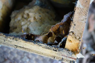 Guatemala 'daki eski Maya arı kovanının iç görünüşü iğnesiz arılar tetragonisca angustula