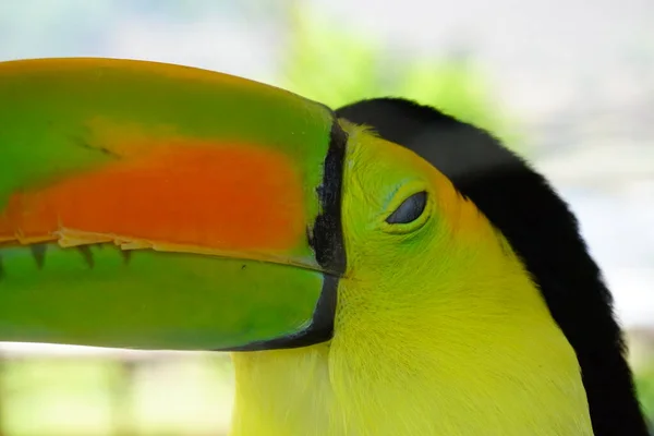 Nahaufnahme Eines Kielschnalzigen Tukan Vogels Einem Zoo Guatemala — Stockfoto