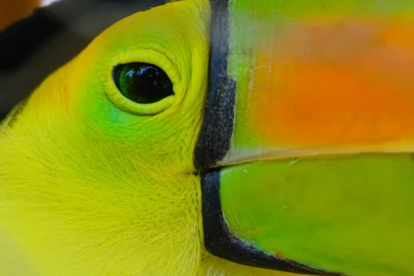 Zbliżenie Kil Billed Tukan Ptak Zoo Gwatemali — Zdjęcie stockowe