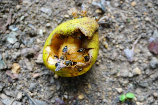 Las Abejas Alimentan Frutos Silvestres Caídos Suelo —  Fotos de Stock