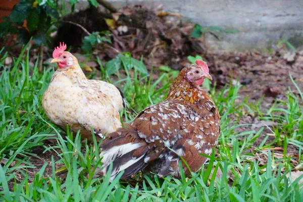 Ein Paar Alte Englische Wildhühner Auf Dem Boden — Stockfoto