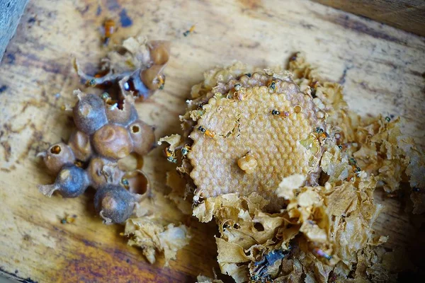 Пчелиный Улей Безжальных Пчел Майя Tetragonisca Angustula — стоковое фото