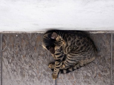 Şirin tüylü kedinin yüksek açılı görüntüsü.