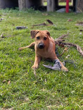 Gündüz vakti yeşil çimlerin üzerinde uzanan ve kameraya bakan yavru köpek portresi..