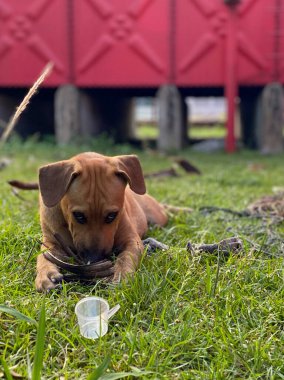 Gündüz vakti yeşil çimlerin üzerinde uzanan ve kameraya bakan yavru köpek portresi..