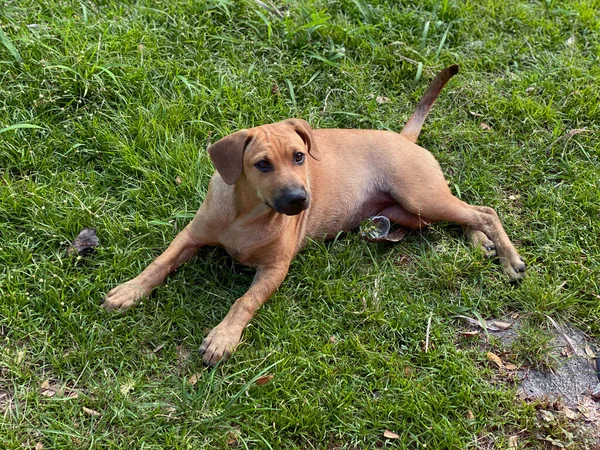 日中カメラを見て緑の芝生の上に横たわる子犬の肖像画 — ストック写真