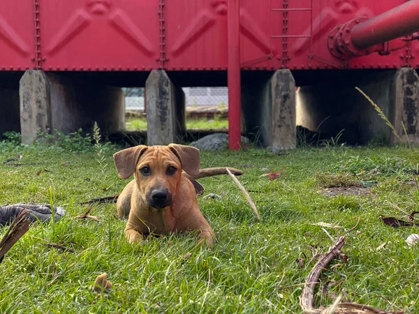 Gündüz vakti yeşil çimlerin üzerinde uzanan ve kameraya bakan yavru köpek portresi..