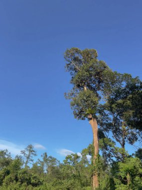 Sekayu Şelalesi, Kuala Berang, Terengganu 'daki durian ağaçlarının mavi gökyüzüne karşı alçak açılı görüntüsü.