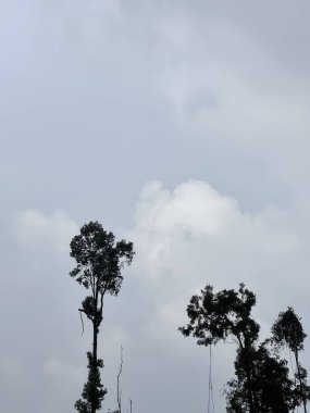 Ormanın güzel manzarası