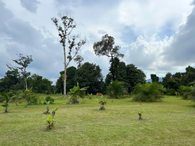 Kuala Berang, Terengganu 'daki Durian bahçesinin güzel manzarası..