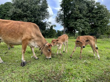 Genç inek Kuala Berang, Terengganu 'daki çayırda..