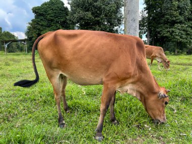 Kuala Berang, Terengganu 'daki çiftlikte inekler. 