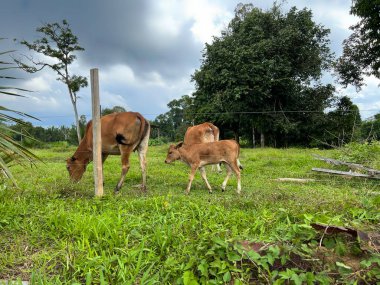 Kuala Berang, Terengganu 'daki yeşil çimlerde otlayan bir inek sürüsü..