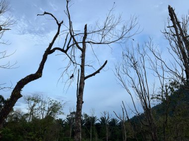 Kuala Berang, Terengganu 'da ağaçlar ve bulutlarla dolu güzel bir manzara..