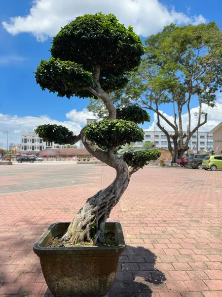 Kuala Berang, Terengganu 'da gökyüzüne karşı güzel bonsai ağacı.