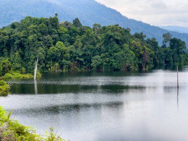 Tasik Kenyir, Kuala Berang, Terengganu 'daki sakin bir göle yansıyan ormanın sakin görüntüsü.