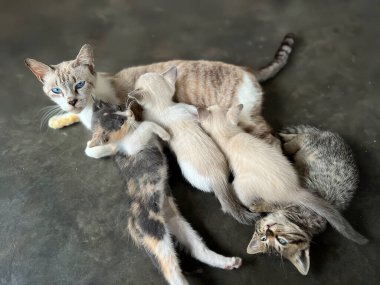 Dişi bir kedi beton zeminde dinleniyor ve dört yavrusuna bakıyor..