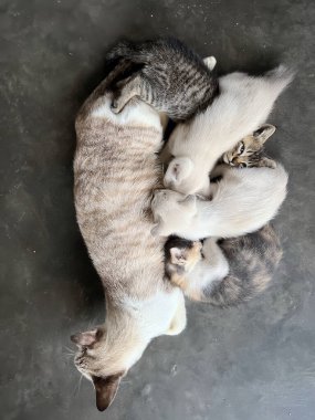 Dişi bir kedi beton zeminde dinleniyor ve dört yavrusuna bakıyor..