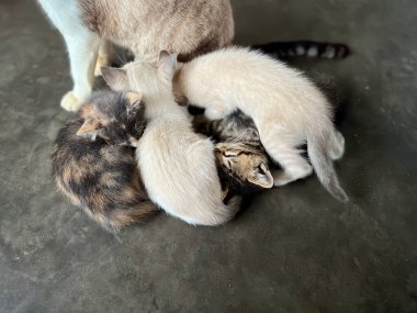 Dişi bir kedi beton zeminde dinleniyor ve dört yavrusuna bakıyor..