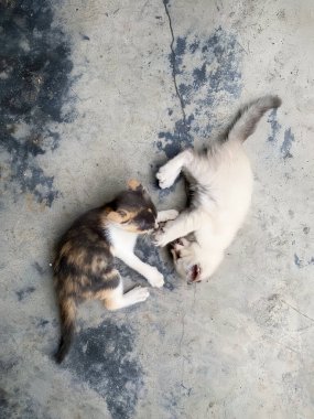 Ipoh, Perak 'ta yüksek açılı manzaralı sevimli bir kedi yavrusu..