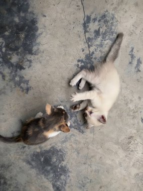 Ipoh, Perak 'ta yüksek açılı manzaralı sevimli bir kedi yavrusu..