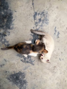 Ipoh, Perak 'ta yüksek açılı manzaralı sevimli bir kedi yavrusu..
