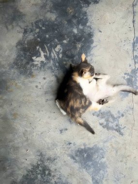 Ipoh, Perak 'ta yüksek açılı manzaralı sevimli bir kedi yavrusu..