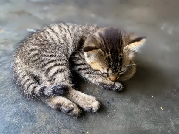 Ev ortamında dinlenen sevimli meraklı kedi yavrusunun yüksek açılı görüntüsü.
